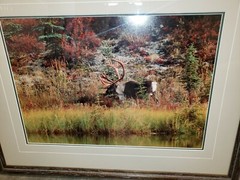 Thomas Mangelsen moose signed Photo Print #150/950 1992 Sept. morning caribou