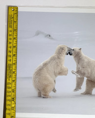 Polar Bears Sparring Photograph Print, signed, sealed in plastic 13″ x 19″