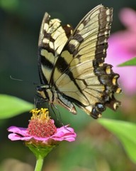 Art Photograph 8×10 Eastern Tiger Swallowtail Butterfly Artist Signed