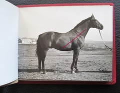 Bulgaria? 1958 15 Photos Equestrian Horse Stud Breeding Racing Jockey