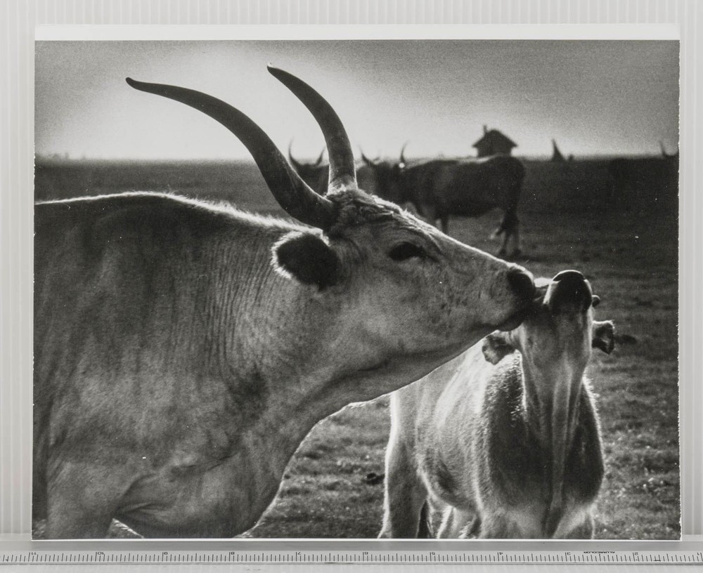 Vintage Black & White Photograph Hungarian Horned Cows Nuzzling Rural Scene