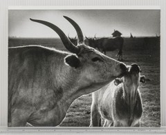 Vintage Black & White Photograph Hungarian Horned Cows Nuzzling Rural Scene