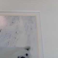 Polar Bear Photography Prints Set of 2 Matted Wildlife Art Photos Mike Johnson