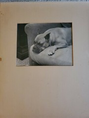 DOG ON COUCH LARGE ORIGINAL ART PHOTO B&W STETTNER VTG MATTE NJ CAMERA