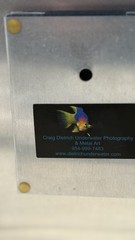 Seahorse Craig Dietrich Underwater Photography Metal Art Picture 11” X 14”