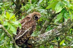 «Locked In» Barred Owl Wall Art