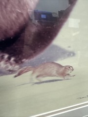 Thomas Mangelsen Signed Numbered Baron Pursuit Sold Out (out Of Production)