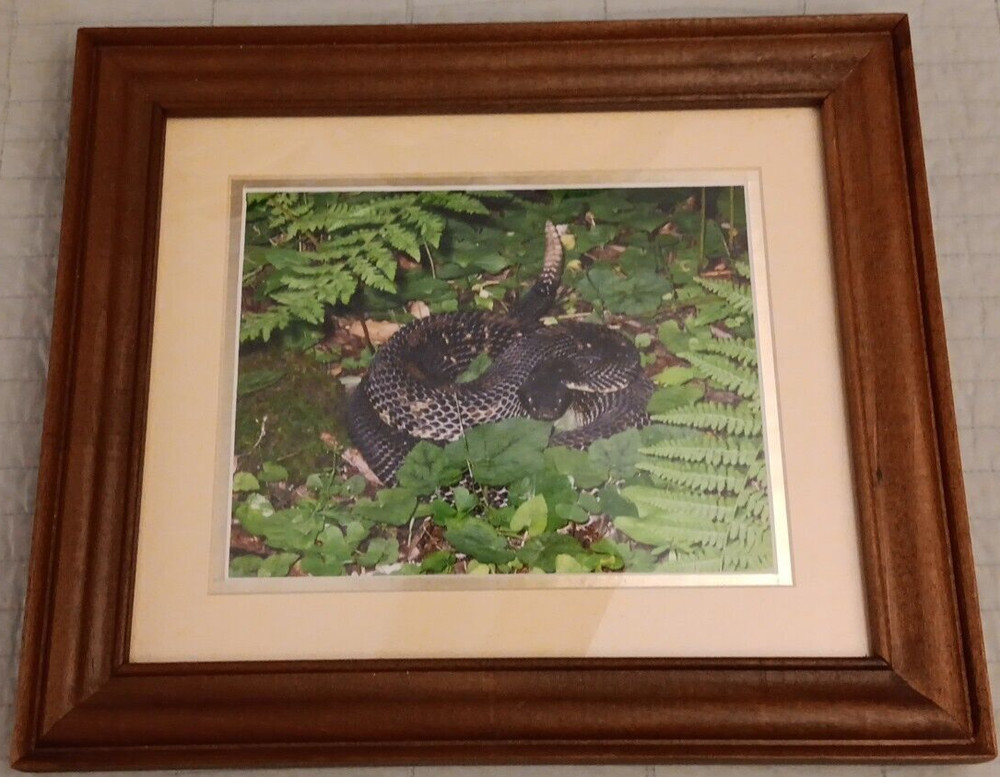 Vtg Wood Framed Agitated Rattlesnake Photograph 12.5″ X 14.5″ Total