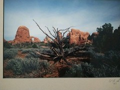 18×14 Matted Photo USA Desert Driftwood Rock Formation W.A.S. ’97