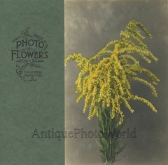Yellow flower plant botanical flora tinted antique art photo by C. Johnson
