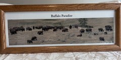 Framed Buffalo Paradise Photograph By John Anfinson 20” By 7.5”