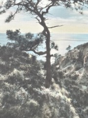Lg VTG J.M. Garrison Hand Tinted Oil Color Photo Torrey Pines 12.5”x23.5” VGC