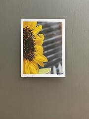 Agapostemon’s Tears Of Perspiration, Minute #3- Contemporary Photograph