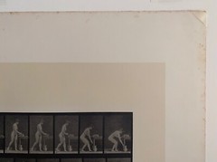 EADWEARD MUYBRIDGE authentic 1887 collotype ANIMAL LOCOMOTION PLATE 402 – lewitt
