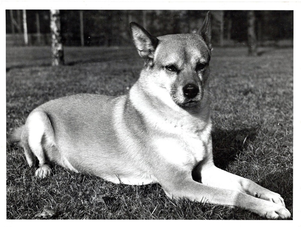 Vintage Animal Photo 1940s | Faithful Dog Portrait | Agfa Brovira Original Photo