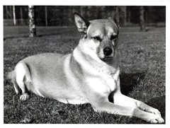 Vintage Animal Photo 1940s | Faithful Dog Portrait | Agfa Brovira Original Photo