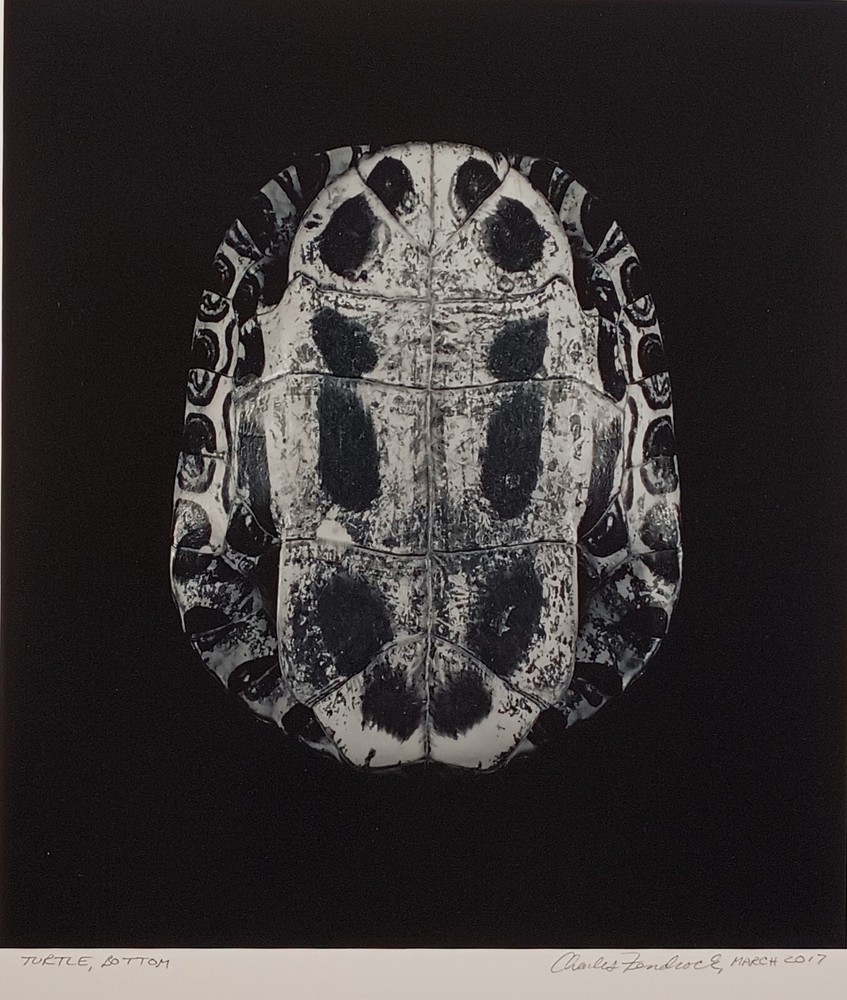 Charles Fendrock ‘Turtle, Bottom’ Unframed B&W Photograph – Large Format