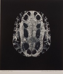 Charles Fendrock ‘Turtle, Bottom’ Unframed B&W Photograph – Large Format