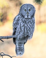 Great Gray Owl 8×10 8″x10″ Photograph Print