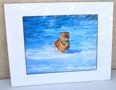 Tiger Tiger Surf ART Photo Bengal Tiger Bounding thru Ocean Waves Fun Cat :) XZ