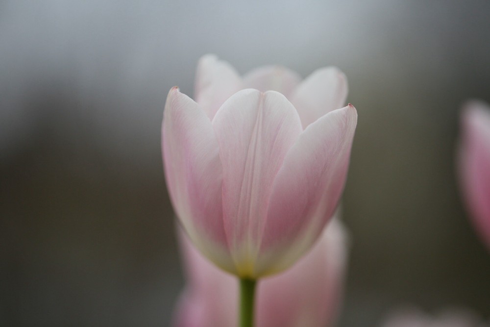 Pink Tulips Photograph Digital File JPEG Format 22MP