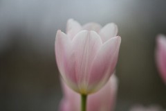 Pink Tulips Photograph Digital File JPEG Format 22MP