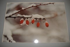 Ralph Gibson Original Signed Photograph Still Life Berries on a Branch Winter