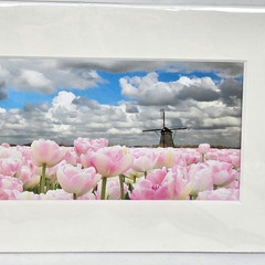 Keukenhof by Challa – Tulips Windmills Matted Art Photograph
