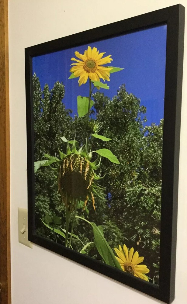 Sunflowers, Blue Sky, Wall Art – Large Photo – Black Frame – 21 1/2 X 17” – New!