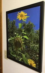 Sunflowers, Blue Sky, Wall Art – Large Photo – Black Frame – 21 1/2 X 17” – New!