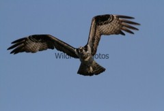 Osprey Photo 1, Pick One Image – Various Sizes