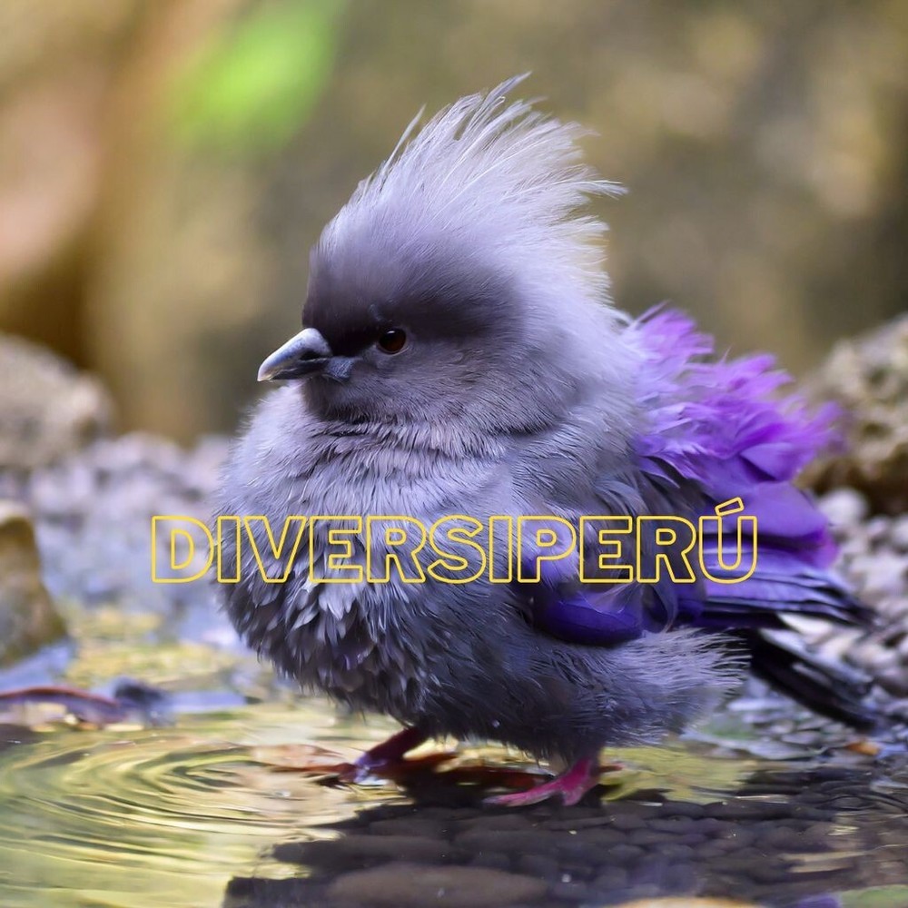 Digital Image Picture Photo Wallpaper Background Desktop Art And Phone Desktop