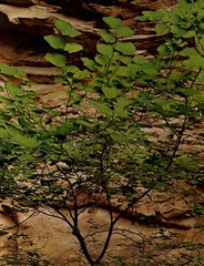 1962 Eliot Porter Glen Canyon Redbud Tree Branches Hidden Passage Photo Gravure