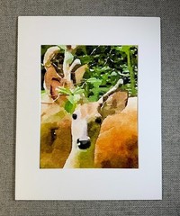 Dear Deer Digital Watercolor Original Art Photograph 8 X 10 Mat 11 X 14 – Signed