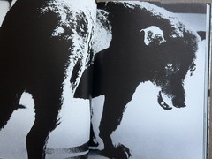 🎈Daido Moriyama – Memories of a Dog Signed & Limited Numbered Ed, English 2004