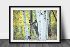 Mule Deer Photography Print: Colorado Wildlife Aspen Trees Autumn Animal Photo