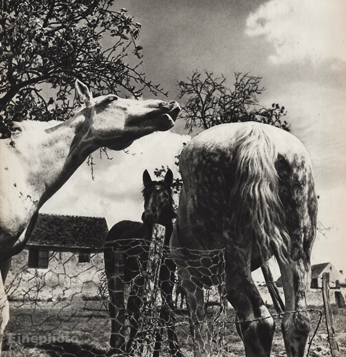 1947 Horses Farm Animal Equestrian Barn By Jacques Dubois Vintage Photo Gravure