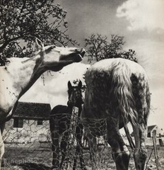 1947 Horses Farm Animal Equestrian Barn By Jacques Dubois Vintage Photo Gravure