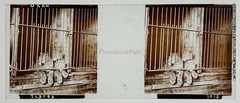 Algeria Oran Tigers IN A Cage Photo Stereo Plate De Verre Vintage