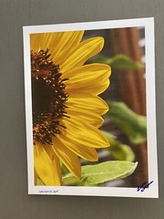 Sunflower- photograph 8.5×11