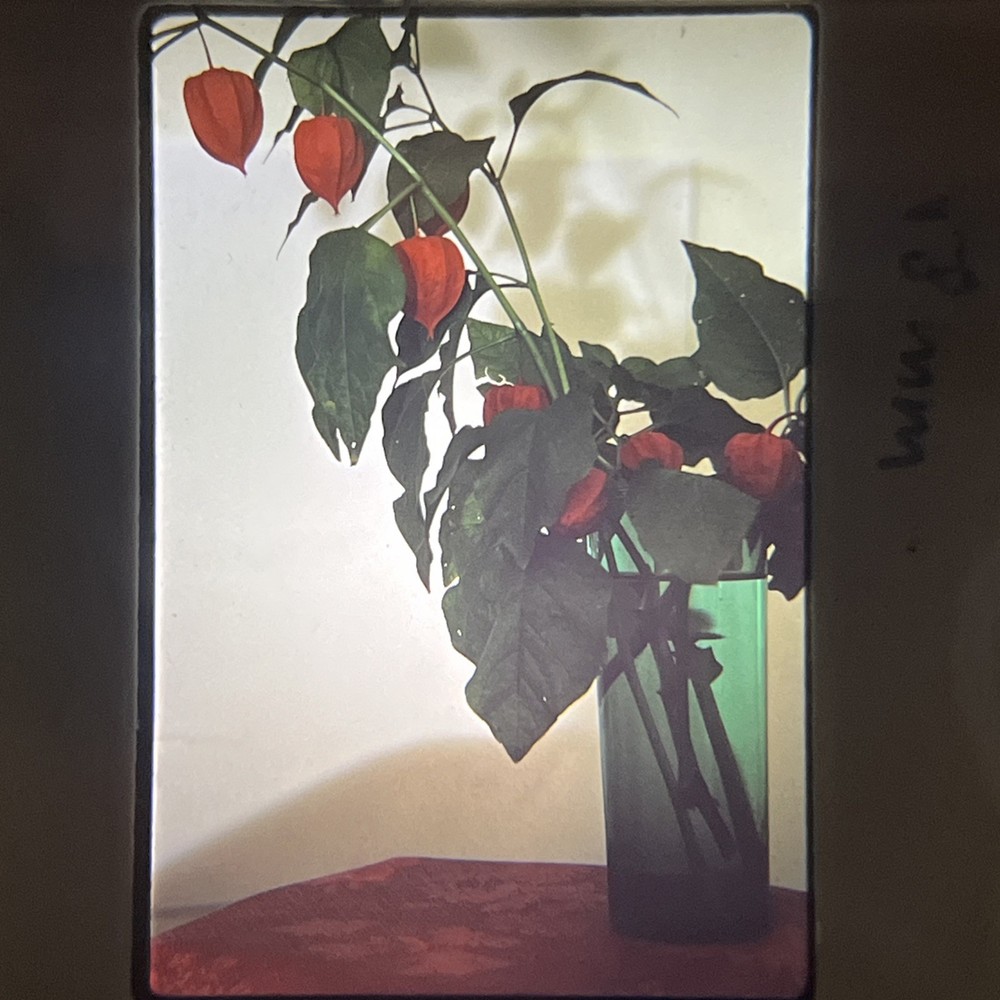 Margaret Del Vecchio PHOTOGRAPHY 1964 Original “Still Life Flowers In Vase”