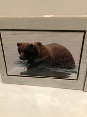 Lot Of 2 11X14” Matted Grizzly Bear Photos By Famous Photographer Wendell Welch