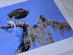 RARE John B. Spohrer, Jr. Signed Osprey Catfish Print Florida’s Forgotten Coast