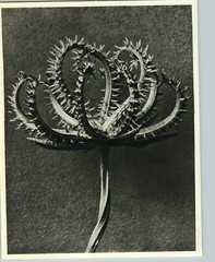 1942 Original BOTANICAL PLANT Koelpinia Flower Photo Art KARL BLOSSFELDT