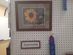 Matted Photograph: Sunflowers 1