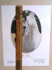 Chutor Arabian Horse Photograph Print Williams Arabian Farms L. Lammoglia