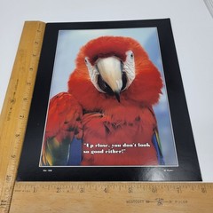 PHOTOGRAPHY Art MEME Prints Lot 3 Humorous Birds Animals Nature Photo – HW034