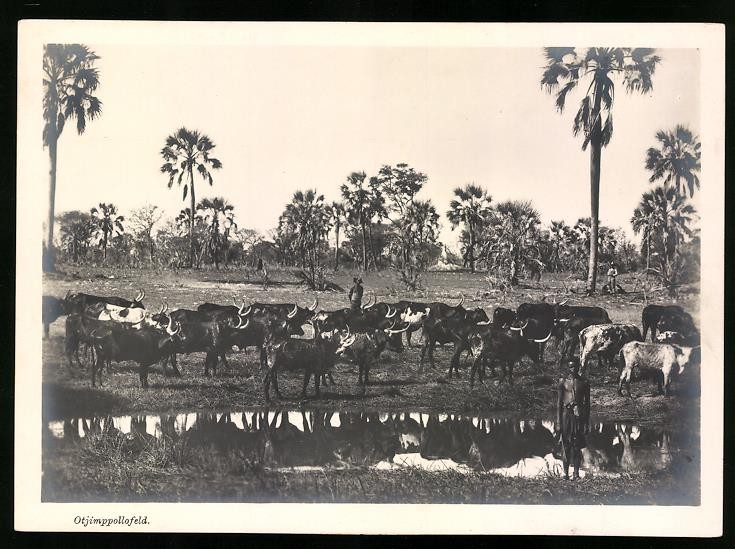 Photograph German South West Africa DSWA, natives with herd of cattle at Otjimppol