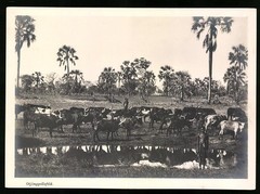 Photograph German South West Africa DSWA, natives with herd of cattle at Otjimppol