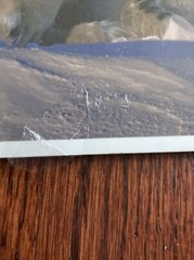 Signed Tom Soucek Polar Bear Cub Photograph Anchorage Alaska 8×12